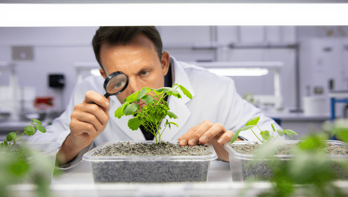 Ya sabemos lo que comeremos en la luna: cocido madrileño. Un equipo norteamericano consigue cultivar garbanzos en regolito lunar