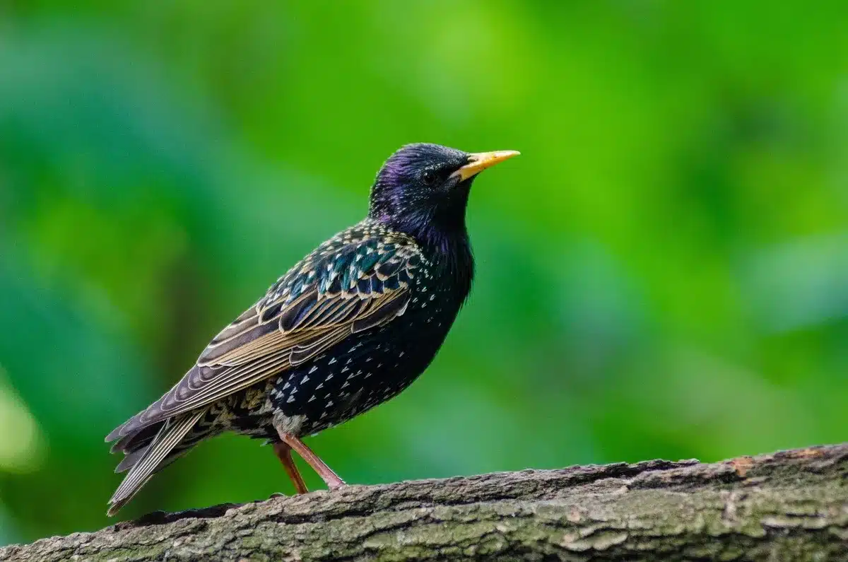 Escritorio con contrato de portabilidad, smartphone mostrando aplicación de Movistar, icono de fútbol en pantalla, luz cálida de escritorio
