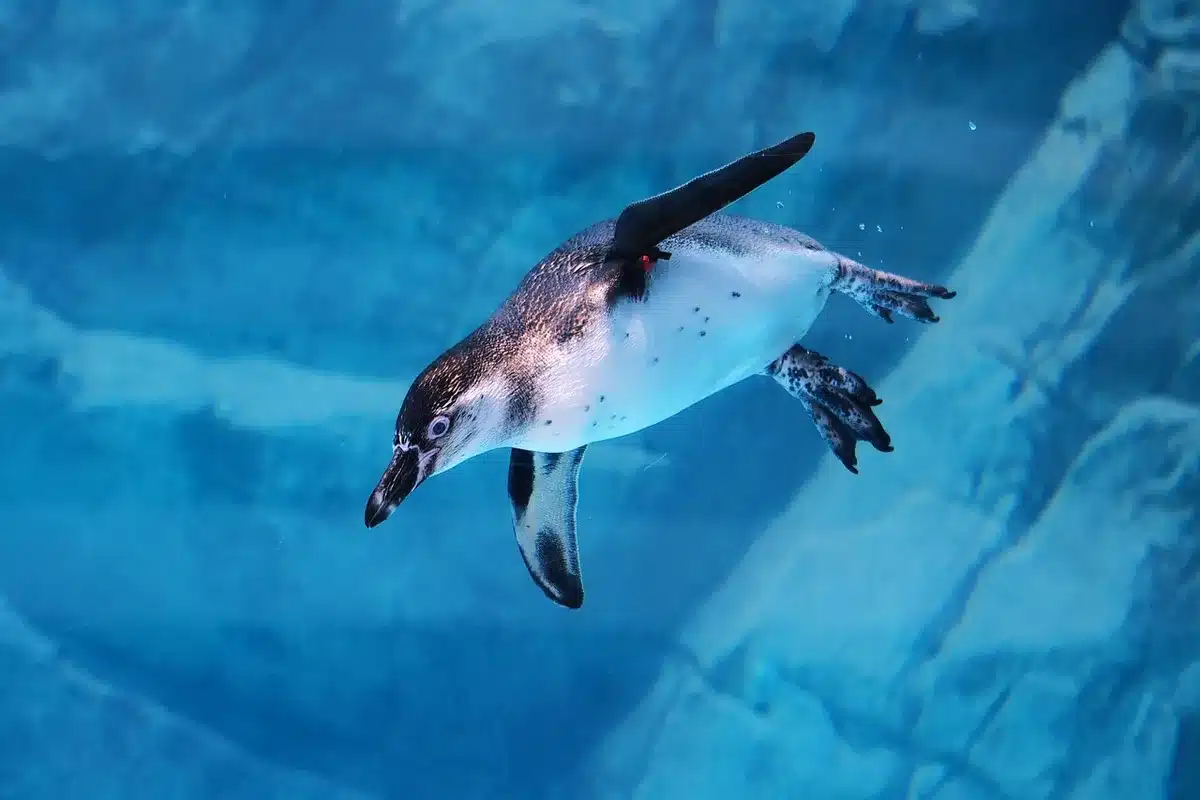 Aparato monobloque tipo pingüino junto a ventana en una habitación
